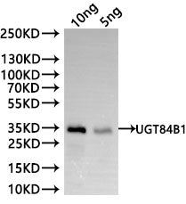 Western Blot Positive WB detected in: recombinant protein All lanes:UGT84B1 Antibody at 1:1000 Secondary Goat polyclonal to rabbit IgG at 1/20000 dilution Predicted band size: 29.6 kDa Observed band size: 29.6 kDa