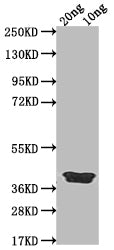 Western Blot Positive WB detected in Recombinant protein All lanes: ICSP antibody at 1:2000 Secondary Goat polyclonal to rabbit IgG at 1/50000 dilution Predicted band size: 37.4 kDa Observed band size: 39 kDa