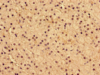 Immunohistochemistry of paraffin-embedded human adrenal gland tissue using CSB-PA516850LA01HU at dilution of 1:100