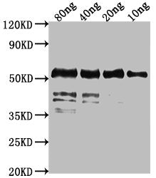 Western Blot Positive WB detected in Recombinant protein All lanes: fkpA antibody at 1:2000 Secondary Goat polyclonal to rabbit IgG at 1/50000 dilution Predicted band size: 55 kDa Observed band size: 55 kDa