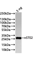 Western Blot Positive WB detected in: recombinant protein All lanes:STE2 Antibody at 1:1000 Secondary Goat polyclonal to rabbit IgG at 1/20000 dilution Predicted band size: 22 kDa Observed band size: 27 kDa