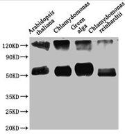 Western Blot Positive WB detected in: Arabidopsis thaliana leaf tissue, Chlamydomonas tissue, Green alga tissue, Chlamydomonas reinhardtii tissue All lanes: rbcL antibody at 1:1250 Secondary Goat polyclonal to rabbit IgG at 1/50000 dilution Predic...
