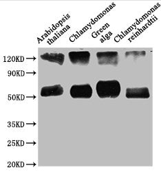 Western Blot Positive WB detected in: Arabidopsis thaliana leaf tissue, Chlamydomonas tissue, Green alga tissue, Chlamydomonas reinhardtii tissue All lanes: rbcL antibody at 1:1250 Secondary Goat polyclonal to rabbit IgG at 1/50000 dilution Predic...