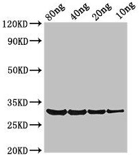 Western Blot Positive WB detected in Recombinant protein All lanes: PRO1 antibody at 3.4µg/ml Secondary Goat polyclonal to rabbit IgG at 1/50000 dilution Predicted band size: 31 kDa Observed band size: 31 kDa