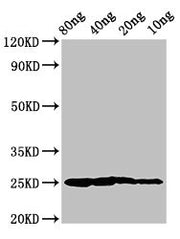 Western Blot Positive WB detected in Recombinant protein All lanes: Vertebrate ancient opsin antibody at 3µg/ml Secondary Goat polyclonal to rabbit IgG at 1/50000 dilution Predicted band size: 25 kDa Observed band size: 25 kDa
