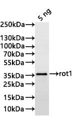 Western Blot Positive WB detected in: recombinant protein All lanes:rot1 Antibody at 1:1000 Secondary Goat polyclonal to rabbit IgG at 1/20000 dilution Predicted band size: 28.5 kDa Observed band size: 34 kDa