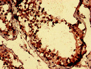 Immunohistochemistry analysis of human testis tissue using CSB-PA517675LA01HU at dilution of 1:100