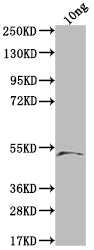 Western Blot Positive WB detected in Recombinant protein All lanes: Lysenin-related protein 2 antibody at 1:2000 Secondary Goat polyclonal to rabbit IgG at 1/50000 dilution Predicted band size: 41.6 kDa Observed band size: 50 kDa