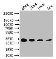 Western Blot Positive WB detected in: recombinant protein All lanes: CAP Antibody at 1:1000 Secondary Goat polyclonal to rabbit IgG at 1/50000 dilution Predicted band size: 31 kDa Observed band size: 31 kDa