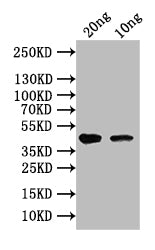 Western Blot Positive WB detected in: recombinant protein All lanes: vapC Antibody at 1:1000 Secondary Goat polyclonal to rabbit IgG at 1/50000 dilution Predicted band size: 44 kDa Observed band size: 44 kDa