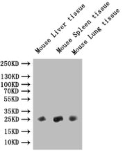 Western Blot Positive WB detected in: Mouse Liver tissue lysate, Mouse Spleen tissue lysate, Mouse Lung tissue All lanes: Fgf15 antibody at 1:1000 Secondary Goat polyclonal to rabbit IgG at 1/50000 dilution Predicted band size: 26 kDa Observed ban...
