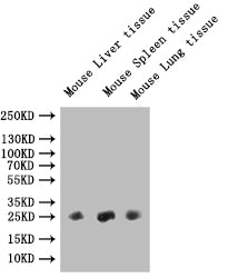 Western Blot Positive WB detected in: Mouse Liver tissue lysate, Mouse Spleen tissue lysate, Mouse Lung tissue All lanes: Fgf15 antibody at 1:1000 Secondary Goat polyclonal to rabbit IgG at 1/50000 dilution Predicted band size: 26 kDa Observed ban...