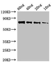Western Blot Positive WB detected in Recombinant protein All lanes: SAP9 antibody at 2.5ug/ml Secondary Goat polyclonal to rabbit IgG at 1/50000 dilution predicted band size: 75 kDa observed band size: 75 kDa