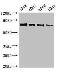 Western Blot Positive WB detected in Recombinant protein All lanes: SAP9 antibody at 2.5ug/ml Secondary Goat polyclonal to rabbit IgG at 1/50000 dilution predicted band size: 75 kDa observed band size: 75 kDa