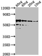 Western Blot Positive WB detected in Recombinant protein All lanes: algL antibody at 1:2000 Secondary Goat polyclonal to rabbit IgG at 1/50000 dilution Predicted band size: 62 kDa Observed band size: 62 kDa
