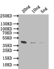 Western Blot Positive WB detected in: recombinant protein All lanes: ARGK Antibody at 1:1000 Secondary Goat polyclonal to rabbit IgG at 1/50000 dilution Predicted band size: 44 kDa Observed band size: 44 kDa