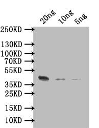 Western Blot Positive WB detected in: recombinant protein All lanes: ARGK Antibody at 1:1000 Secondary Goat polyclonal to rabbit IgG at 1/50000 dilution Predicted band size: 44 kDa Observed band size: 44 kDa