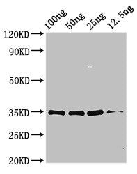 Western Blot Positive WB detected in Recombinant protein All lanes: aspf3 antibody at 3.25µg/ml Secondary Goat polyclonal to rabbit IgG at 1/50000 dilution Predicted band size: 35 kDa Observed band size: 35 kDa