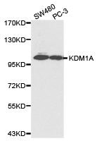 Western blot analysis of SW480 cell and PC-3 cell lysate using KDM1A antibody.