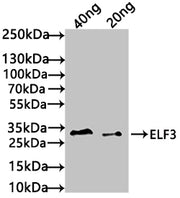 Western Blot Positive WB detected in: recombinant protein All lanes: ELF3 Antibody at 1:1000 Secondary Goat polyclonal to rabbit IgG at 1/50000 dilution Predicted band size: 33 kDa Observed band size: 34 kDa