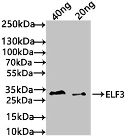 Western Blot Positive WB detected in: recombinant protein All lanes: ELF3 Antibody at 1:1000 Secondary Goat polyclonal to rabbit IgG at 1/50000 dilution Predicted band size: 33 kDa Observed band size: 34 kDa