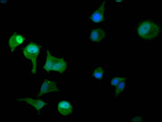 Immunofluorescence staining of MCF-7 cells with CSB-PA527262LA01HU at 1:100, counter-stained with DAPI. The cells were fixed in 4% formaldehyde, permeabilized using 0.2% Triton X-100 and blocked in 10% normal Goat Serum. The cells were then incuba...
