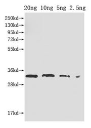 Western Blot Positive WB detected in Recombinant protein All lanes: PORC antibody at 1:2000 Secondary Goat polyclonal to rabbit IgG at 1/50000 dilution Predicted band size: 33 kDa Observed band size: 33 kDa