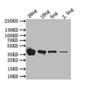 Western Blot Positive WB detected in: recombinant protein All lanes: flaB Antibody at 1:1000 Secondary Goat polyclonal to rabbit IgG at 1/50000 dilution Predicted band size: 38.8 kDa Observed band size: 38.8 kDa