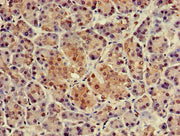 Immunohistochemistry of paraffin-embedded human pancreatic tissue using CSB-PA527662LA01HU at dilution of 1:100