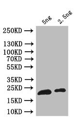 Western Blot Positive WB detected in: recombinant protein All lanes: ribH Antibody at 1:1000 Secondary Goat polyclonal to rabbit IgG at 1/50000 dilution Predicted band size: 23 kDa Observed band size: 23 kDa