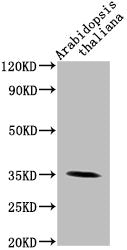 Western Blot Positive WB detected in: Arabidopsis thaliana lysate All lanes: PAP1 antibody at 1:2000 Secondary Goat polyclonal to rabbit IgG at 1/50000 dilution Predicted band size: 35 kDa Observed band size: 35 kDa