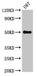 Western Blot Positive WB detected in: U87 whole cell lysate All lanes: URI1 antibody at 5.3µg/ml Secondary Goat polyclonal to rabbit IgG at 1/50000 dilution Predicted band size: 60, 52, 57, 54 kDa Observed band size: 52 kDa