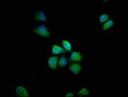 Immunofluorescence staining of Hela cells with CSB-PA529743LA01HU at 1:66, counter-stained with DAPI. The cells were fixed in 4% formaldehyde, permeabilized using 0.2% Triton X-100 and blocked in 10% normal Goat Serum. The cells were then incubate...