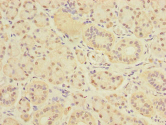 Immunohistochemistry of paraffin-embedded human pancreatic tissue using CSB-PA529744LA01HU at dilution of 1:100