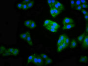 Immunofluorescence staining of HepG2 cells with CSB-PA529746LA01HU at 1:100, counter-stained with DAPI. The cells were fixed in 4% formaldehyde, permeabilized using 0.2% Triton X-100 and blocked in 10% normal Goat Serum. The cells were then incuba...