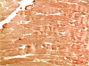 Immunohistochemical analysis of paraffin-embedded Human Skeletal Muscle Tissue using ATG4b Rabbit pAb diluted at 1:200