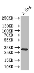 Western Blot Positive WB detected in: recombinant protein All lanes: clr6 Antibody at 1:1000 Secondary Goat polyclonal to rabbit IgG at 1/50000 dilution Predicted band size: 33 kDa Observed band size: 33 kDa