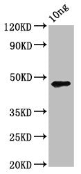 Western Blot Positive WB detected in Recombinant protein All lanes: pmpD antibody at 3.9ug/ml Secondary Goat polyclonal to rabbit IgG at 1/50000 dilution Predicted band size: 47 kDa Observed band size: 47 kDa