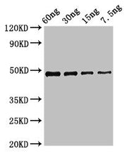Western Blot Positive WB detected in Recombinant protein All lanes: cobB antibody at 2.7µg/ml Secondary Goat polyclonal to rabbit IgG at 1/50000 dilution Predicted band size: 49 kDa Observed band size: 49 kDa