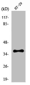 Western Blot analysis of HT29 cells using Olfactory receptor 51B2 Polyclonal Antibody