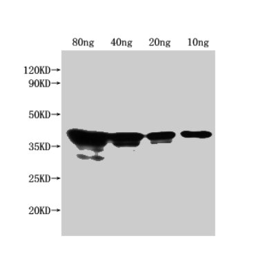 Western Blot Positive WB detected in Recombinant protein All lanes: nfuA antibody at 1:2500 Secondary Goat polyclonal to rabbit IgG at 1/50000 dilution Predicted band size: 38 kDa Observed band size: 43 kDa