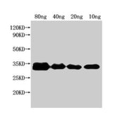 Western Blot Positive WB detected in Recombinant protein All lanes: nfuA antibody at 1:2000 Secondary Goat polyclonal to rabbit IgG at 1/50000 dilution Predicted band size: 25 kDa Observed band size: 32 kDa