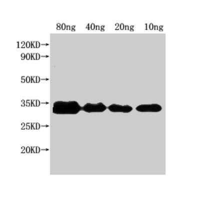 Western Blot Positive WB detected in Recombinant protein All lanes: nfuA antibody at 1:2000 Secondary Goat polyclonal to rabbit IgG at 1/50000 dilution Predicted band size: 25 kDa Observed band size: 32 kDa