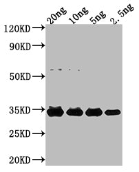 Western Blot Positive WB detected in Recombinant protein All lanes: NFUA antibody at 1:2000 Secondary Goat polyclonal to rabbit IgG at 1/50000 dilution Predicted band size: 25.2 kDa Observed band size: 32 kDa