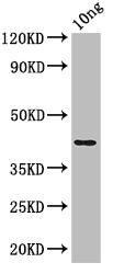 Western Blot Positive WB detected in: recombinant protein All lanes: nfuA Antibody at 1:1000 Secondary Goat polyclonal to rabbit IgG at 1/50000 dilution Predicted band size: 43 kDa Observed band size: 43 kDa