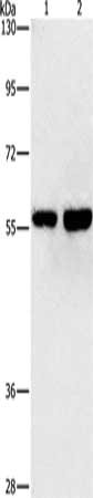 Gel: 8%SDS-PAGE, Lysate: 40 ug, Lane 1-2: Hela cells, 293T cells, Primary antibody: CSB-PA540733(API5 Antibody) at dilution 1/150, Secondary antibody: Goat anti rabbit IgG at 1/8000 dilution, Exposure time: 1 minute