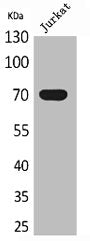 Western Blot analysis of Jurkat cells using Ku-70 Polyclonal Antibody
