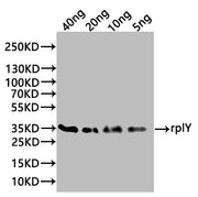 Western Blot Positive WB detected in: recombinant protein All lanes:rplY Antibody at 1:1000 Secondary Goat polyclonal to rabbit IgG at 1/20000 dilution Predicted band size: 35 kDa Observed band size: 35 kDa