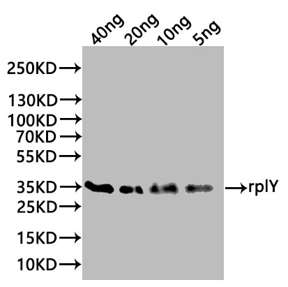Western Blot Positive WB detected in: recombinant protein All lanes:rplY Antibody at 1:1000 Secondary Goat polyclonal to rabbit IgG at 1/20000 dilution Predicted band size: 35 kDa Observed band size: 35 kDa