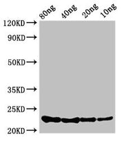 Western Blot Positive WB detected in Recombinant protein All lanes: csrA antibody at 3.4µg/ml Secondary Goat polyclonal to rabbit IgG at 1/50000 dilution Predicted band size: 23 kDa Observed band size: 23 kDa